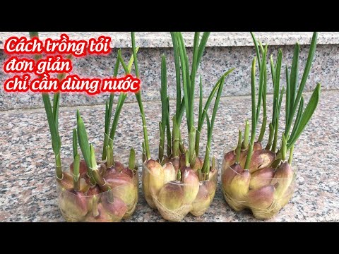 Video: Tỏi có cần luân canh không?