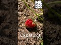 Die erste Erdbeere