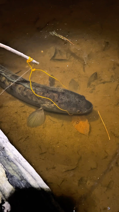 Fishing for monster snakehead fish using rope!!! #fishing #toman #haruan #viral