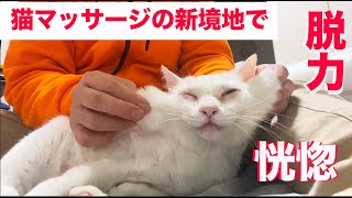 オッドアイの白珍獣、猫マッサージでうっとりする The cat massage for the  oddeye senior white cat