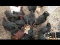 How I feed 30 chickens for $1.25 a day