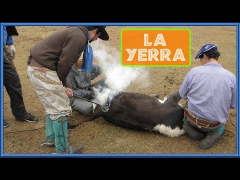 Yerra en Rincon de Zamora. 21516