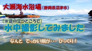 大瀬海水浴場・水中撮影（※足のつくところで）［静岡県沼津市］ 沼津 大瀬海水浴場でシュノーケリングしてきたよ