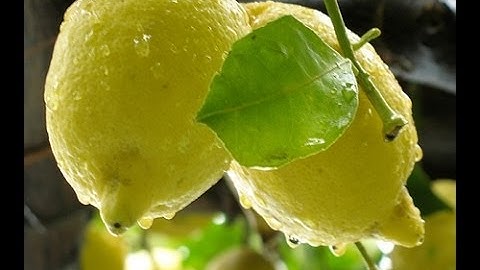 Ricetta della granita di limone - casaegiardino.it