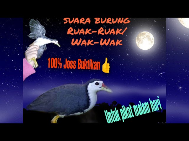 Suara burung Ruak-Ruak / Wak-Wak untuk pikat malam hari class=