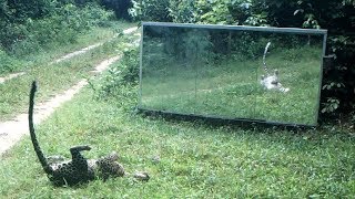 Upset By The Loud Lbis' Calls, A Young Leopard In Heat Tries To Seduce Her Reflection In The Mirror