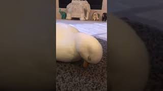 Duck falling asleep ❤