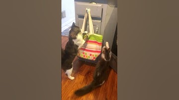 Two Kitties Hunt for Catnip #funny #catnip