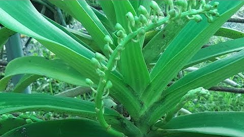 lan ngọc điểm rừng giá rẻ video 20/1 sđt 0987157820 zalo 0987157820 bán lan đai Trâu rừng giá rẻ,