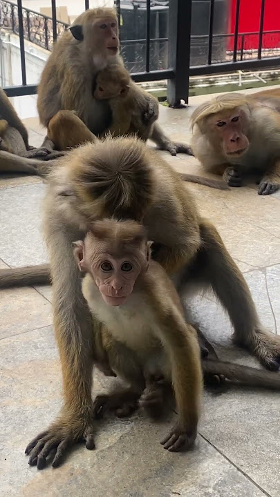 රිලා නෑදෑයන්ගේ එකමුතුව❤️Group of monkey's 🥰🇱🇰#sortvideo#