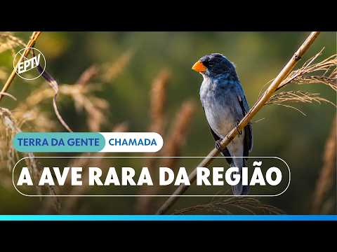 Buff-throated Purpletuft: the bird that remains a mystery to science | Terra da Gente | EPTV