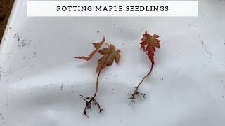 Potting Maple Seedlings