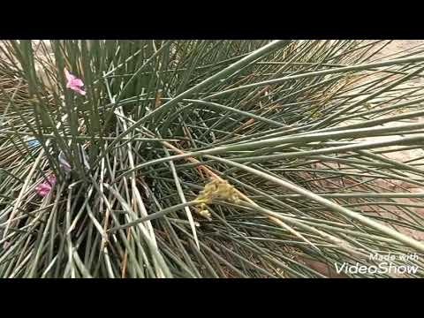 النبات رقم 40 عشبة الاسل لعلاج الحكة وعلاج الضعف الجنسي لدى الرجال