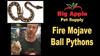 Fire Mojave Ball Pythons for Sale. Buy at Big Apple Pet with Same Day Shipping.