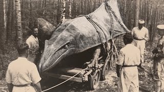 Ten Last Photos of Extinct Animals