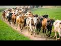 Cows Roaming In The Lush Green Meadows Of Spring | Cow Mooing 🐄 | Cow Videos 🐄