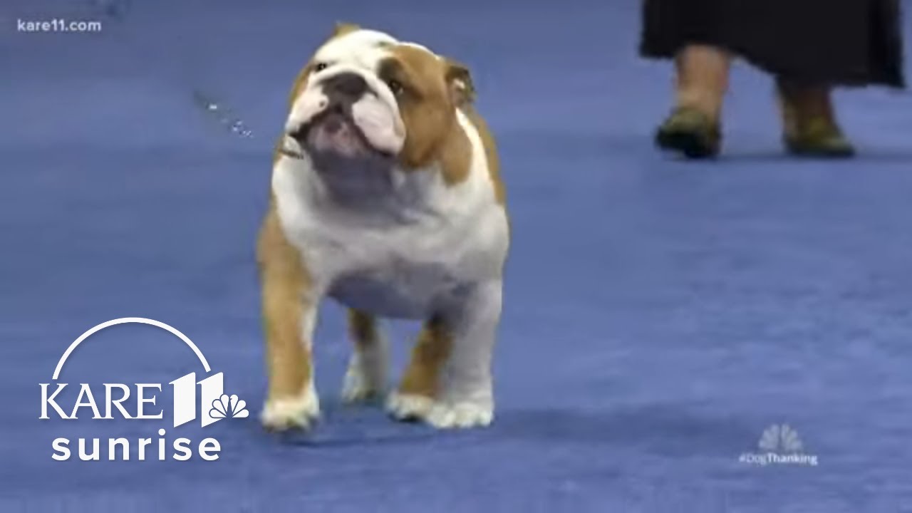 english bulldog show dog