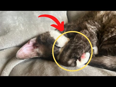 Vídeo: Os donos de cachorros podem ser mais atraentes que os donos de gatos