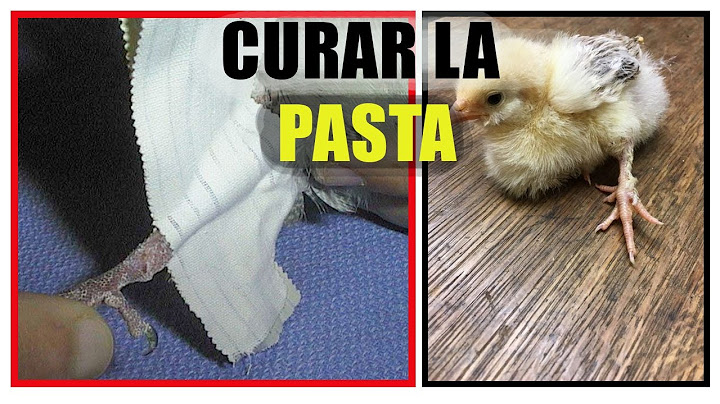Cómo curar la pata de un pájaro
