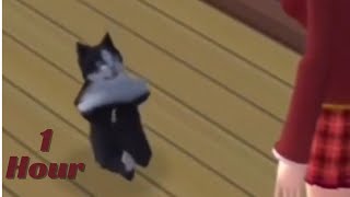 Cat Dancing for You for 1 Hour!