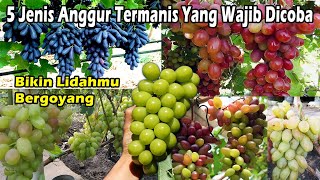 Download Lagu 5 Jenis Anggur Paling Manis yang Wajib Dicoba, Shine Muscat Menjadi Terfavorit! Amazing types Grape MP3
