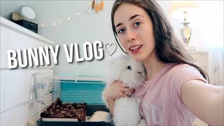 Moving my bunnies into my room 🐰🐰