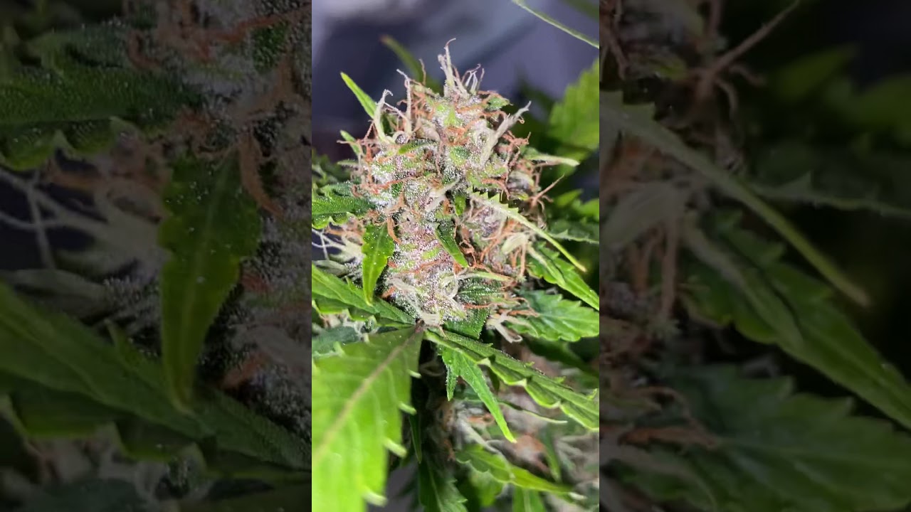 Purple diesel from advanced seeds