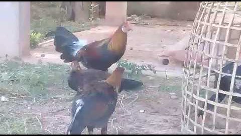 Saib me nyuam qaib qus txuam 1