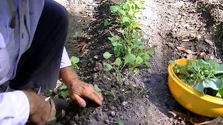 How to grow food In fall and winter. lettuce, collards, broccoli, brussel sprouts.