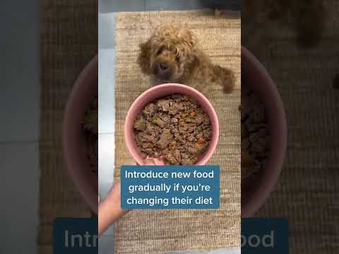 Video: Patarimai, kaip padėti šunims, turintiems jautrius skrandžius
