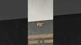 কাবা শরীফে তীব্র ঝড়,  Rain in Makkah shortvideo kaaba macca