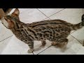 The Beauty of thr F2 Savannah ❤️ and F3  Savannah 💙 Cats 😍😍