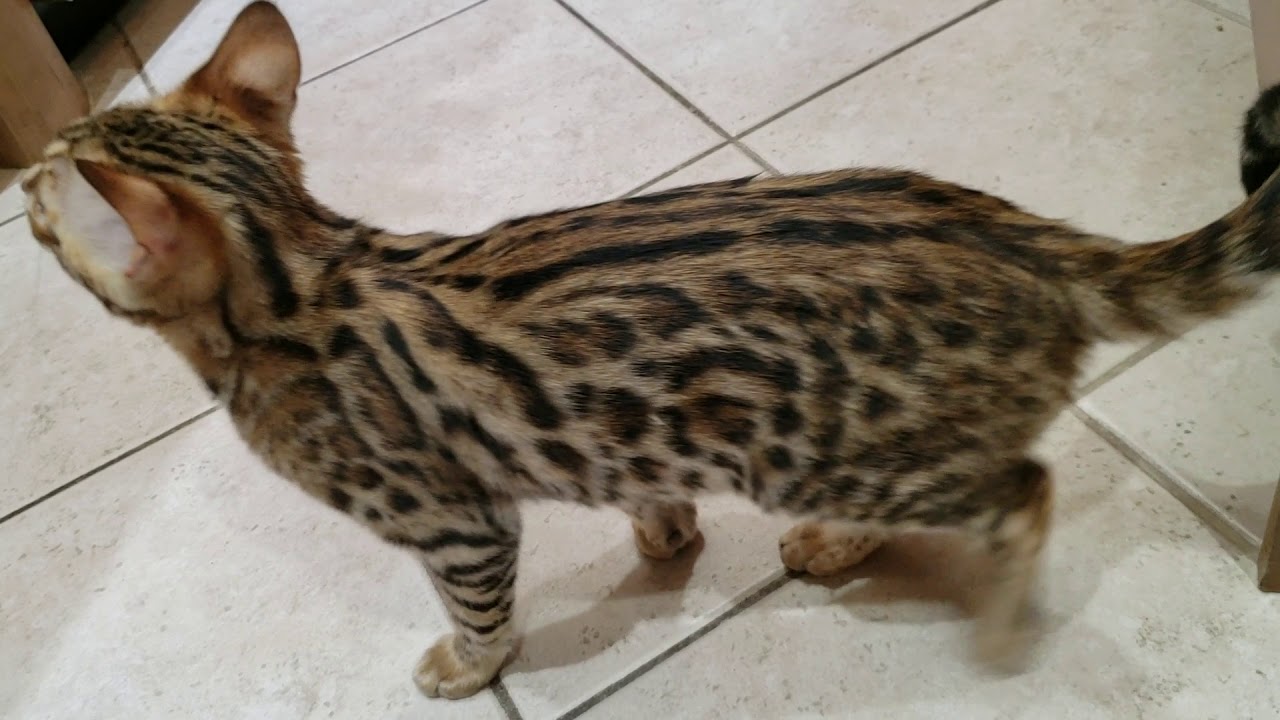 serval f2