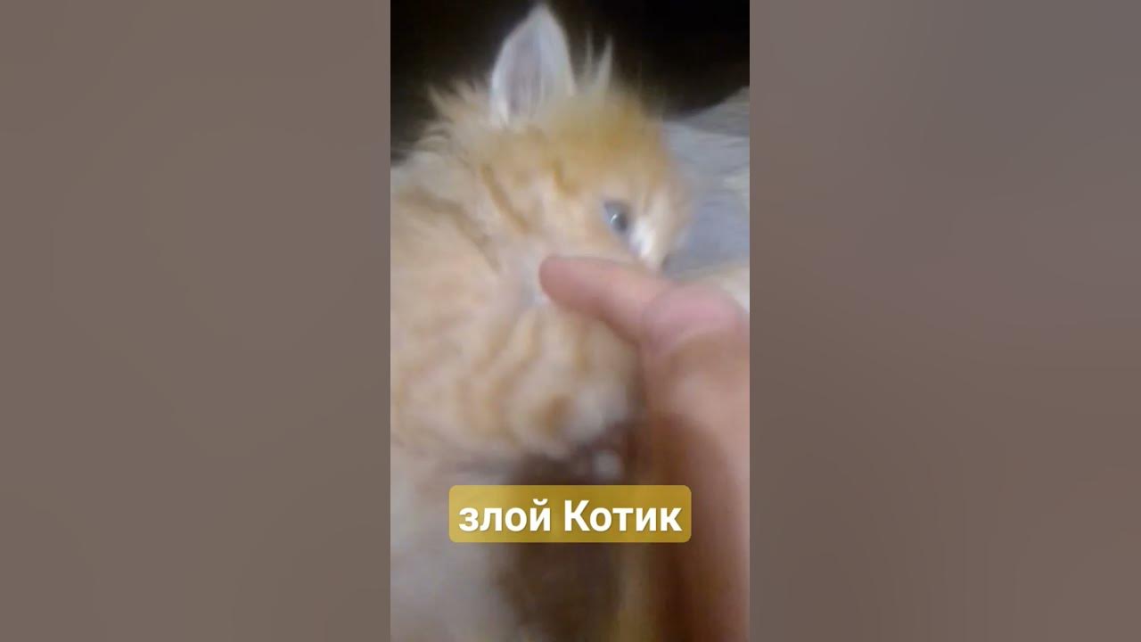 злой котик - YouTube