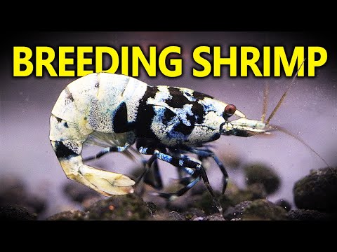 My Top Tips for Breeding and Keeping Shrimp