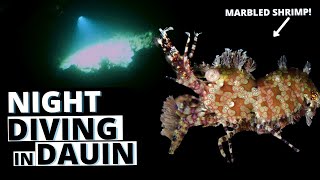 Night Diving in Dauin (RARE CRITTERS of PHILIPPINES)