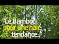 Bambou phyllostachys nigra  le guide du bambou  canne noire 