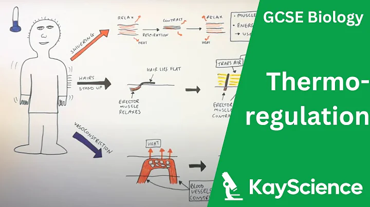 Controlling Body Temperature (Thermoregulation) - GCSE Biology | kayscience.com