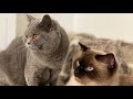 Schwangerschaft BKH/cat/Sweet kitten/cute kitten/Warten auf den ersten Wurf/Britisch Kurzhaar Katze