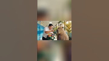 Mai bỏ kẹo vào balo của Capy #capybara