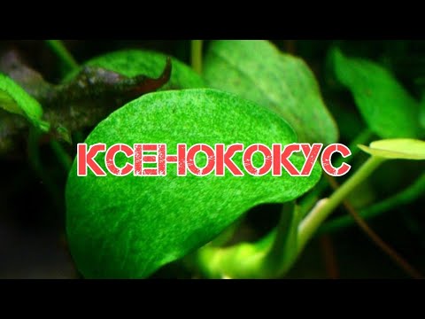 КСЕНОКОКУС. ПРИЧИНЫ ПОЯВЛЕНИЯ И МЕТОДЫ БОРЬБЫ