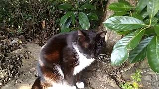 警戒しながらもゴロンゴロン転がる黒白の野良猫がカワイイ