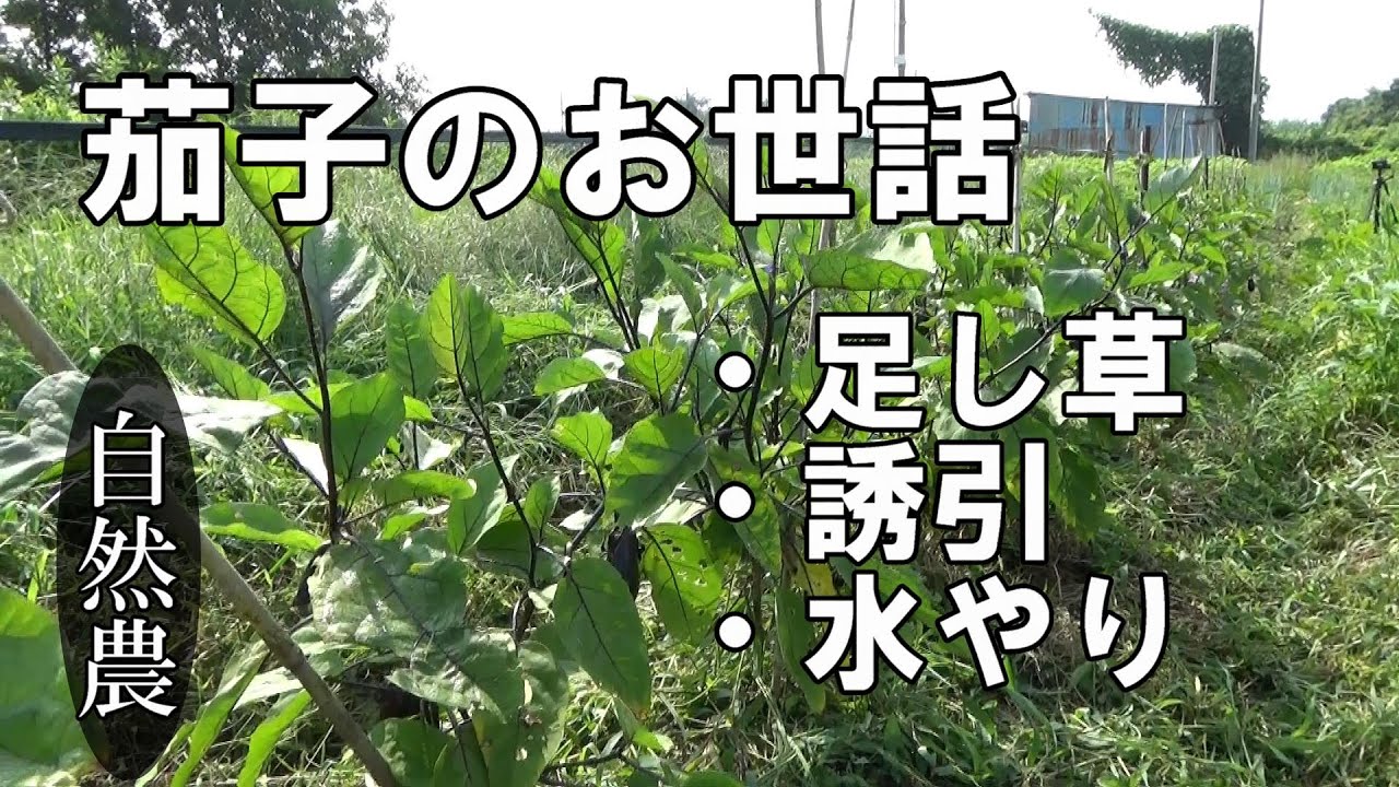 自然農 ナスのお世話 足し草 誘引 水やり Natural Farming Youtube 自然農 ナスのお世話 足し草 誘引 水やり Natural Farming Youtube