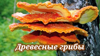 Древесные грибы. Редчайшие лечебные грибы. Блюдо из вешенок