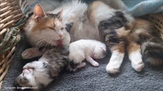 Mom cat grooming her baby kittens