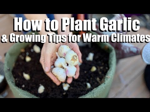 How to Plant Garlic & 4 Tips for Growing it in a Warm Winter Climate