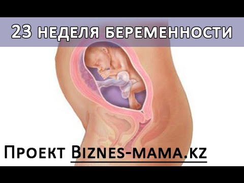 24 Неделя Беременности Фото Развитие