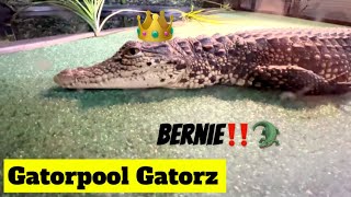 I Upgraded My Crocodile Pondenclosure