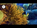 Coral Reef Fish 4K Underwater Ambience for Spa and Sleep