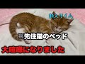 【子猫】先住猫のベッドで勝手に寝てしまった新入り猫にまさかの結末が